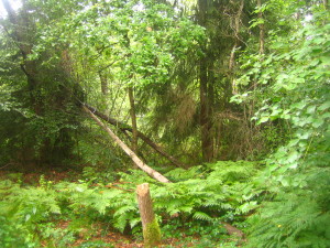 sommerlicher Wald in vollem Grün