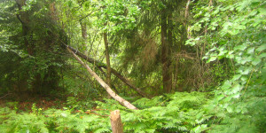sommerlicher Wald in vollem Grün