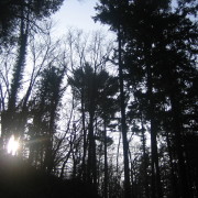 Sonne scheint im Wald