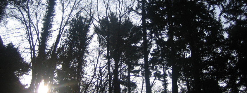 Sonne scheint im Wald