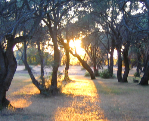 Sonnenuntergang in Olivenhain