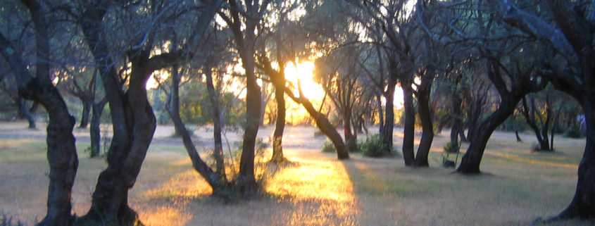 Sonnenuntergang in Olivenhain