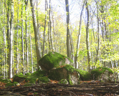Trauerbegleitung in der Natur mit Insight Outside