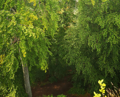 Trauerbegleitung in der Natur mit Insight Outside
