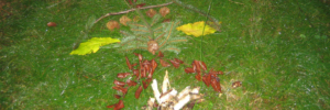 Trauerbegleitung in der Natur mit Insight Outside