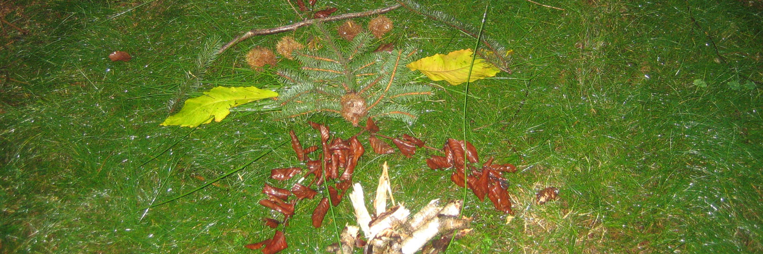 Trauerbegleitung in der Natur mit Insight Outside