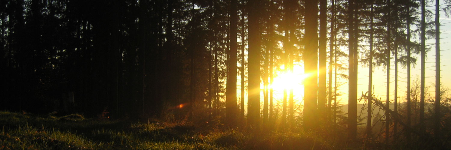 Trauerbegleitung in der Natur mit Insight Outside